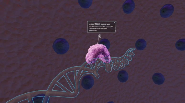 DNA and mRNA