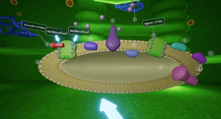 Photosynthesis